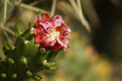 Austrocylindropuntia