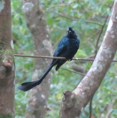 Dicrurus paradiseus paradiseus