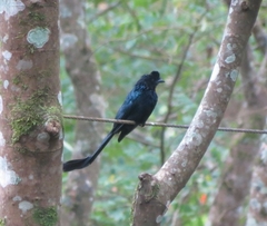 Dicrurus paradiseus paradiseus