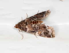 Elophila responsalis