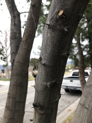 Magnoliopsida