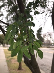 Magnoliopsida