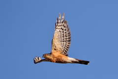 Rufous-Breasted Sparrowhawk photo 4