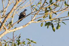 Gymnoderus foetidus