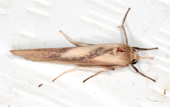 Calamidia hirta