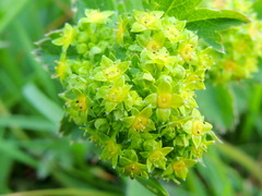Alchemilla sarmatica