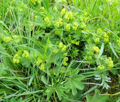 Alchemilla sarmatica