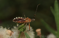 Cosmoclopius nigroannulatus