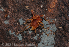 Pachyloides thorellii