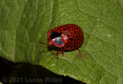 Botanochara macularia