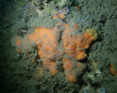 Clathria parthena