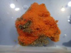 Clathria parthena