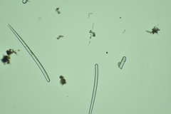 Clathria parthena