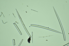 Clathria parthena