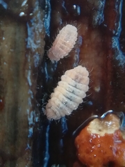 Monobella grassei