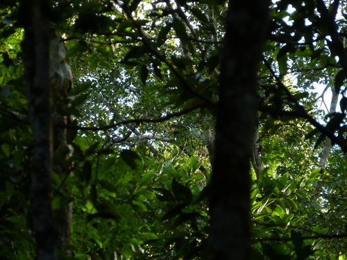 Yucatan Amazon (Amazona xantholora), photo 10