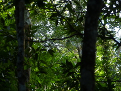 Amazona xantholora