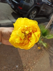Cochlospermum vitifolium