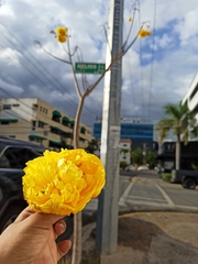Cochlospermum vitifolium
