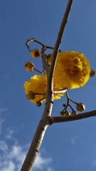 Cochlospermum vitifolium