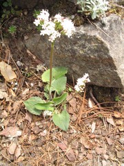 Valeriana jatamansi