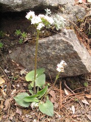 Valeriana jatamansi