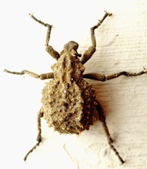 Brachycerus muricatus