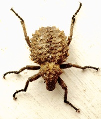 Brachycerus muricatus