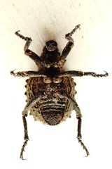 Brachycerus muricatus