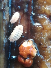 Eupodes
