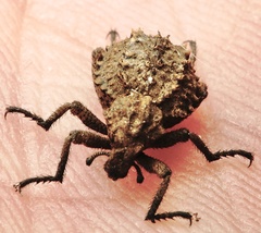 Brachycerus muricatus