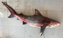 Carcharhinus amboinensis