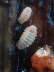 Eupodes