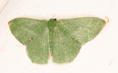 Prasinocyma iosticta