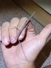 Bacillus rossius redtenbacheri