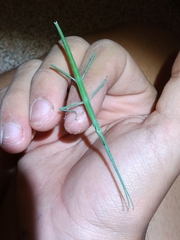 Bacillus rossius redtenbacheri