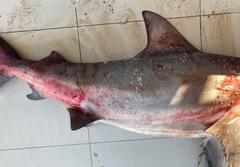 Carcharhinus amboinensis