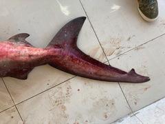 Carcharhinus amboinensis