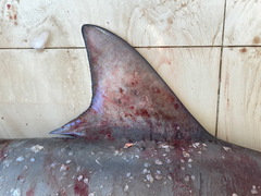 Carcharhinus amboinensis