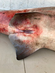 Carcharhinus amboinensis