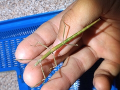 Bacillus rossius redtenbacheri