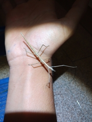 Bacillus rossius redtenbacheri