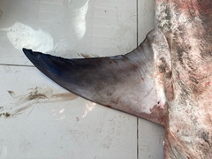 Carcharhinus amboinensis