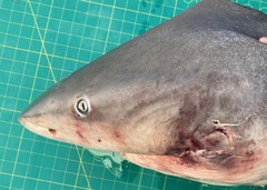 Carcharhinus amboinensis