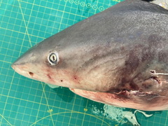 Carcharhinus amboinensis