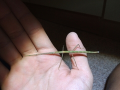 Bacillus rossius redtenbacheri