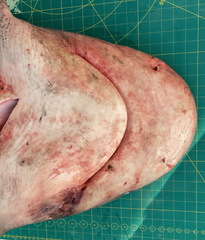 Carcharhinus amboinensis