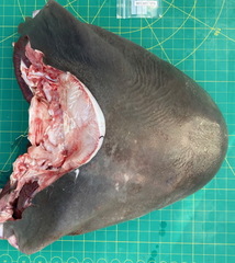 Carcharhinus amboinensis