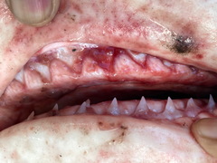 Carcharhinus amboinensis