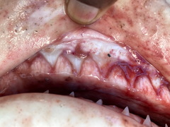 Carcharhinus amboinensis